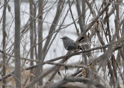 Northern Mockingbird