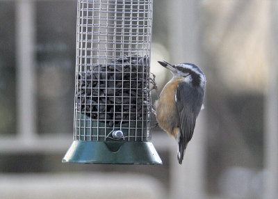 Red Breasted Nuthatch
