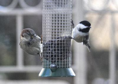 House Sparrow and Chickadee