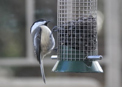 Black capped Chickadee