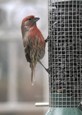 House Finch