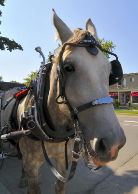 Carriage Horse