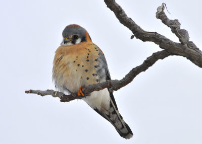 American Kestrel