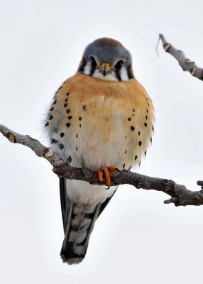 American Kestrel