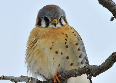 American Kestrel