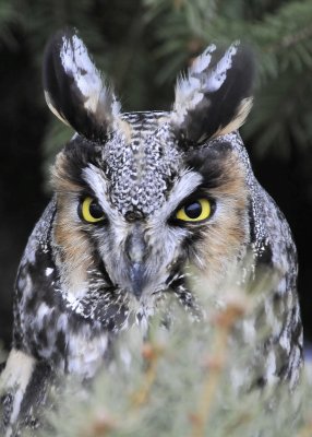 Long Eared Owl