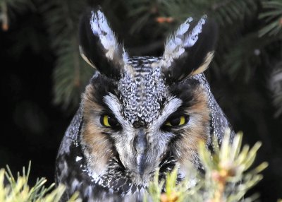 Long Eared Owl