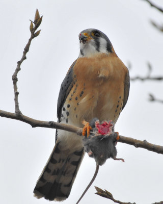 American Kestrel with lunch
