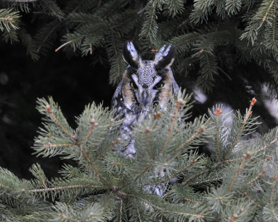 Long Eared Owl