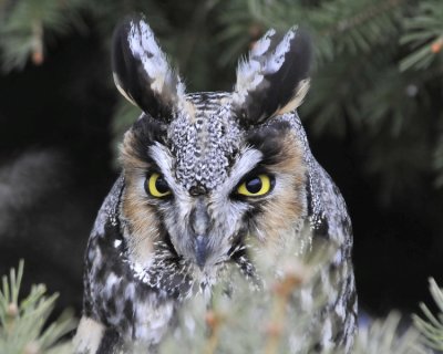 Long Eared Owl