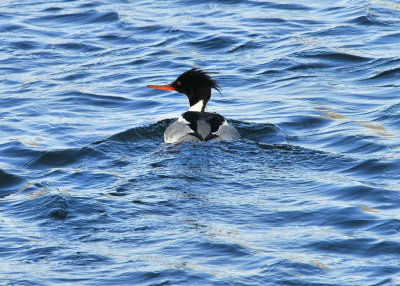 Red Breasted Merganser male