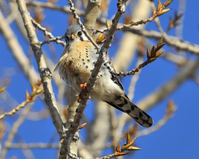 American Kestrel