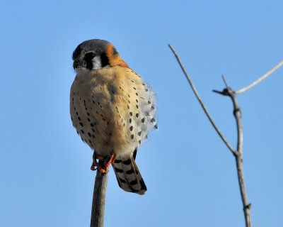 American Kestrel