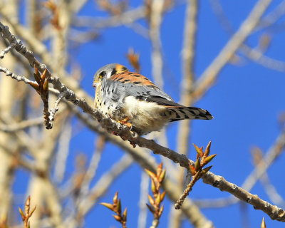 American Kestrel