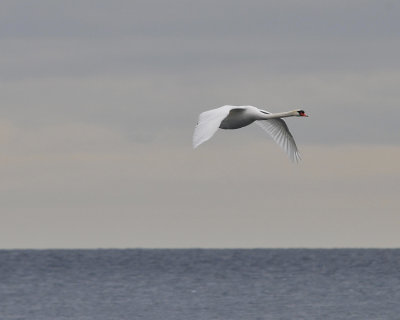 Mute Swan over Lake Ontario