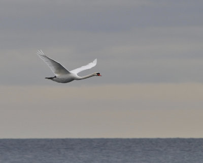 Mute Swan over Lake Ontario