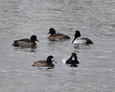 Greater Scaups