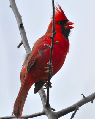 Northern Cardinal