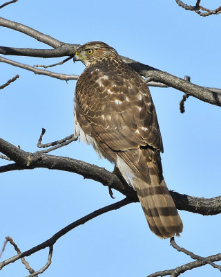 Cooper's Hawk