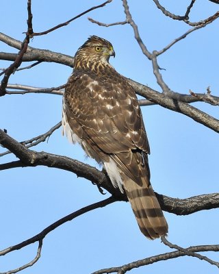 Cooper's Hawk