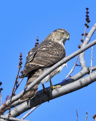 Coopers Hawk