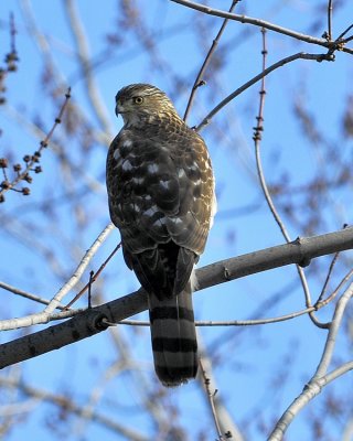 Cooper's Hawk
