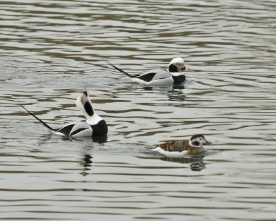 Long Tail Ducks