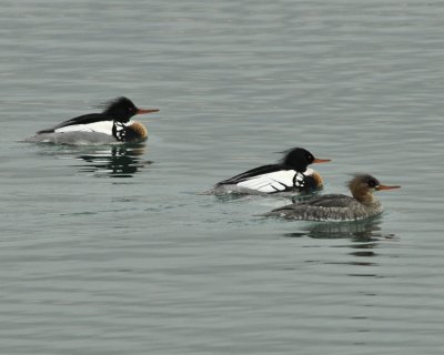 Red Breasted Mergansers