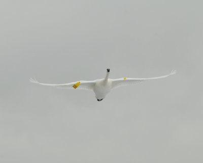 155 overhead