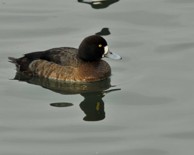 Greater Scaup Female