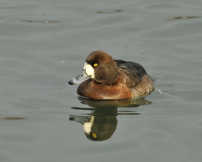 Greater Scaup Female