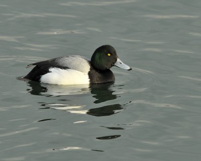 Greater Scaup Male