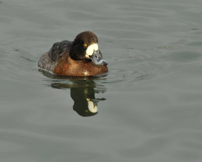 Greater Scaup Female