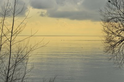 Swans out on the lake