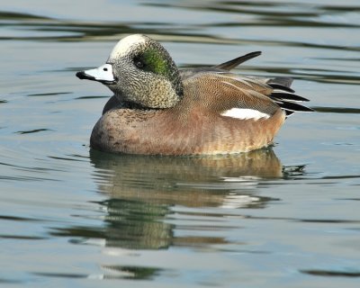 American Wigeon