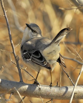 Northern Mockingbird