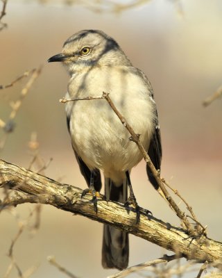 Northern Mockingbird