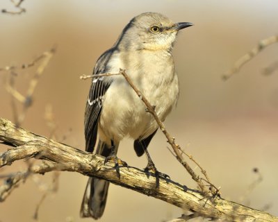Northern Mockingbird