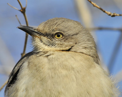 Northern Mockingbird