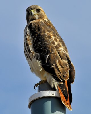 Red Tailed Hawk