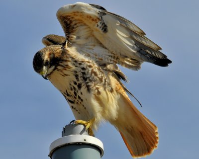 Red Tailed Hawk