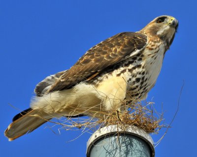 Red Tailed Hawk