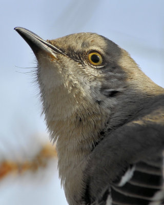 Northern Mockingbird