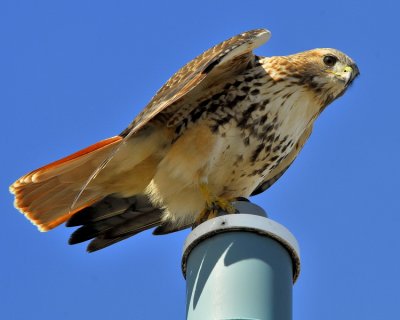 Red Tailed Hawk