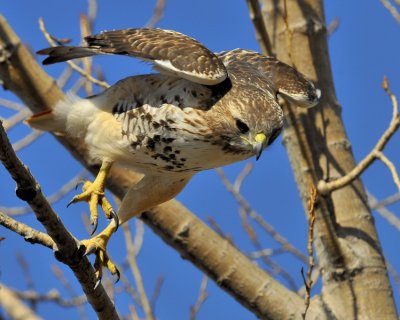 Red Tailed Hawk