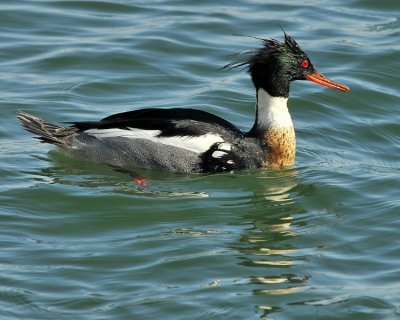 Red Breasted Merganser Male