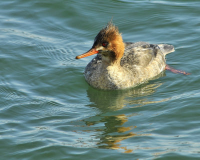 Red Breasted Merganser Female