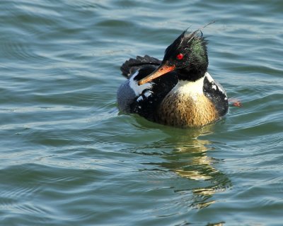 Red Breasted Merganser Male