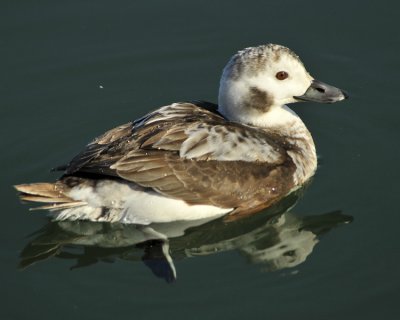 Long Tail Duck Female