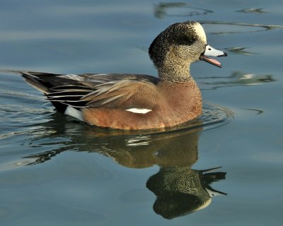 American Wigeon Male